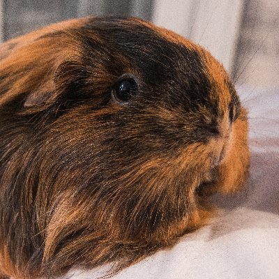 zlrivo's profile picture. 