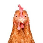 The ONLY real Chicken On Twitter