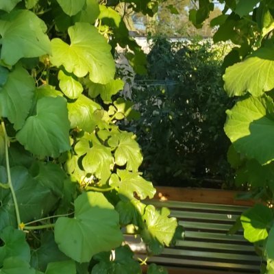 PhxGardenTips's profile picture. Gardener in Phoenix, AZ. Growing veggies in the desert heat. Join me as we navigate the landmine that is Phoenix Gardening.  Oh, and of course dog pictures 🐕.