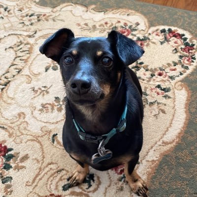 HgcorryHoward's profile picture. Husband, father, and grandfather. TA GM retired.