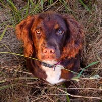 Andrew LBD spirits (@_littlebrowndog) 's Twitter Profile