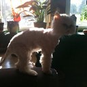 Nancy murtha - @MurthaNancy - Twitter