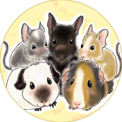 モルモット1匹、デグー3匹、フクモモ8匹、ハムスター1匹と暮らしてます😊 変なアカウントは、ブロックします。