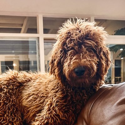 thosetrevinos's profile picture. mom 👩🏻👱🏻‍♀️🧑🏻‍🦱🐶 wife 👩‍❤️‍👨 wannabe🕵🏻‍♀️