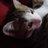 Crescenttail's profile image