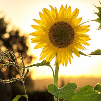 SonNguyen142920's profile picture. 