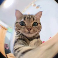 ぴえ (@menherachab) 's Twitter Profile