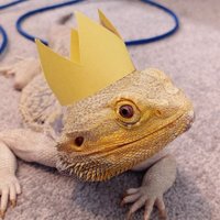 Boo (@bookipply) 's Twitter Profile Photo