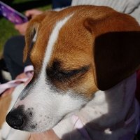 Joy Andreadakis (@joyandreadakis) 's Twitter Profile