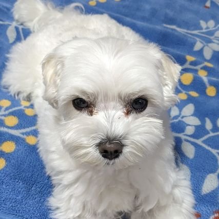 Jessie_Maltese