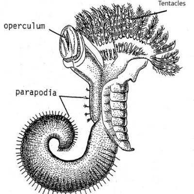 Galeolaria Profile Picture