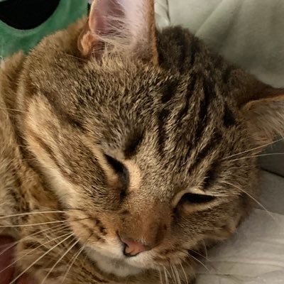 reallyweird115's profile picture. he/him  like my reposts