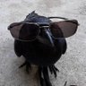 Sun_glass_Crow's profile picture. 