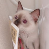 🎀ラピ_ラグドール🐱❥❥❥ (@aham_a01) 's Twitter Profile