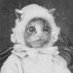 ominous whooshing (@trashxgoblin) Twitter profile photo ominous whooshing (@trashxgoblin) Twitter profile photo