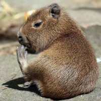 城市开挖机 (@pengpaa) 's Twitter Profile