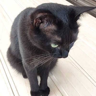 納屋で産まれた黒猫を保護。この子を描きたい気持が大きくなりました。無断使用禁止
We rescued a kitten. My urge to draw her has become strong as she grows. Unauthorised use of images prohibited.