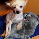 Jen Mathews - @sentinelle - Twitter