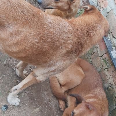Hello there dear friend how are you doing I am kimuli vicent from Uganda, and I stand as volunteer to help abused, abandoned and stray dogs and cats in our comm