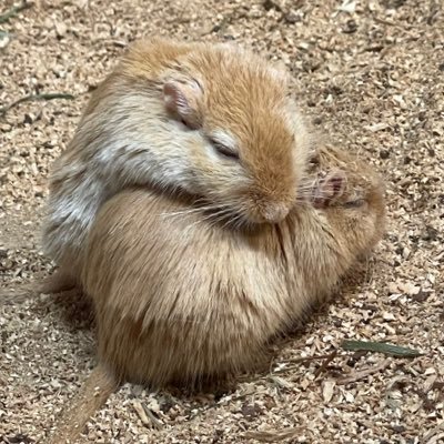 nrtm88's profile picture. 中身阪神ファン