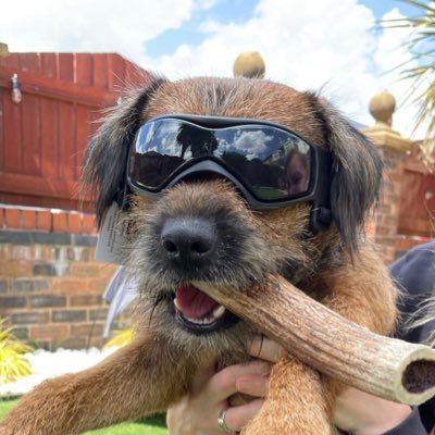 Breaking hearts since 2021. Loves peanut butter, pizza crust, seaweed and deer crack. Master of zoomies, professional shade seeker and stick finder. #BTposse