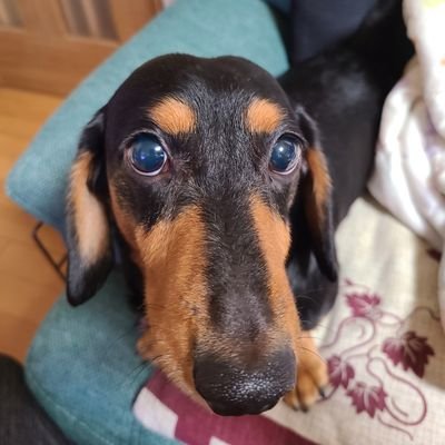 カタリナ産タマネギさんのプロフィール画像