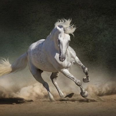 white_horseman
