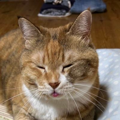 vanohafa's profile picture. おいでなんしょ！！(意味:いらっしゃい)
バイク〘CB250R〙乗りのおっさんです。
2022年6月16日に大自二免許取得。
高市総理、兵庫県斎藤元彦知事を応援しています。
ただ今「年末ネトウヨフォロー祭り」を個人的にやってます。勝手にです。