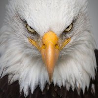 F is for Freedom (@nurdiefreiheit) Twitter profile photo