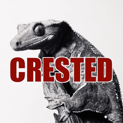 ★CRESTEDはクレステッドゲッコーがメインのアカウントになります。★2020年12月からクレステッドゲッコーの飼育をはじめました。★アカウントの内容と関係ない質問や勧誘等のDMには返答いたしません。★クレステッドゲッコーの販売はしていません。★フォローしていただきありがとうございます!!