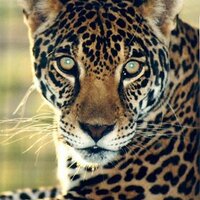 Jorge Pineda (@jorg_pineda) 's Twitter Profile