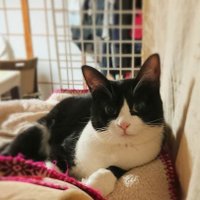 yukiko tnk (@yu_hori) 's Twitter Profile
