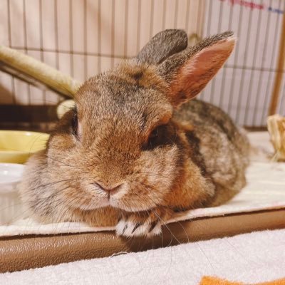 aoi_ikimono_'s profile picture. 