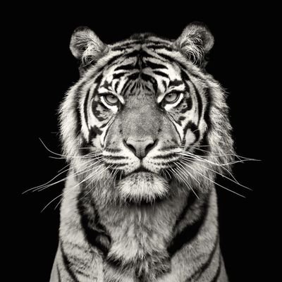 MuyongaFA's profile picture. 