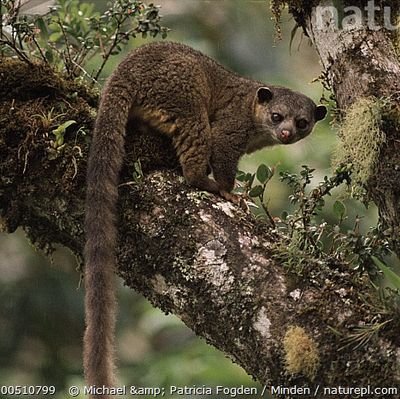 Biólogo, Ecólogo, Mastozoólogo, con más de 20 años de trabajo de campo, Especialista en investigación, estudio, monitoreo y conservación de fauna silvestre...