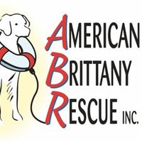 ABR - American Brittany Rescue(@ABrittanyRescue) 's Twitter Profile Photo