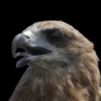M.M.Lineatus@Black-eared Kite(@m_m_lineatus) 's Twitter Profile Photo