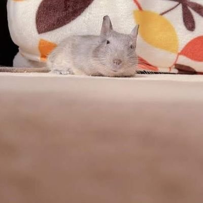 Meet my little furry friend, Dusty the Degu! Follow for pics and videos of him being his adorable self, and learn more about these fascinating rodents.