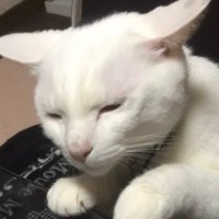 ないとめあ (@ikiteteeraiwww) 's Twitter Profile