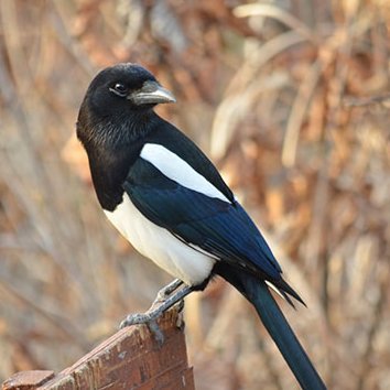 INTP magpie