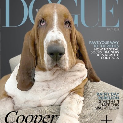 CooperBasset Profile Picture