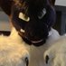 Ziggys ๐NYFB (@ziggyhusky_) Twitter profile photo Ziggys ๐NYFB (@ziggyhusky_) Twitter profile photo