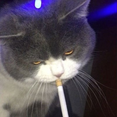 matteusoI's profile picture. the answer @vascodagama