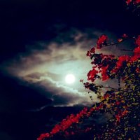 موضي بنت إبراهيم ⚖️ (@m_ee20) 's Twitter Profile