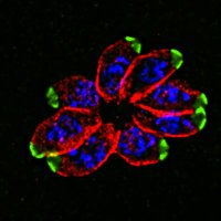 Kevin Brown (@kevinbrownlab) 's Twitter Profile