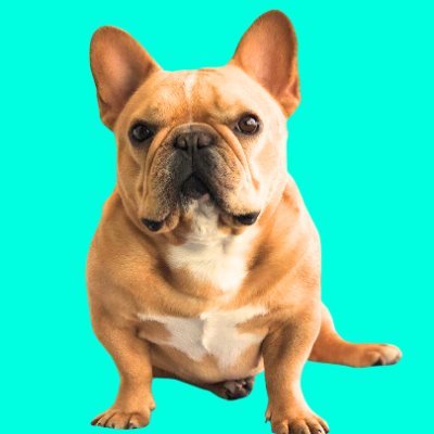 👉 Welcome to @frenchieloverUS
🐕 We share daily #FrenchBulldog Contents
🐾 Follow us if you really love Frenchie