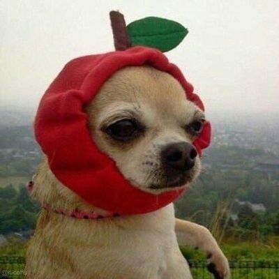 www_cafezinho's profile picture. 