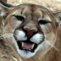 :3 (@_justfluff) 's Twitter Profile