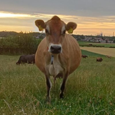 Liefde voor 
Zuid-Limburg
Koeien 🐄
Graslanden
Wil graag leren
Niet bang voor cijfers