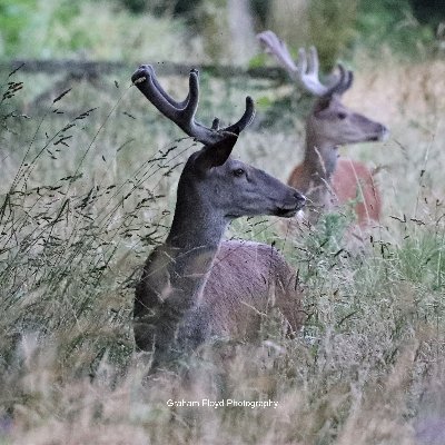 The Stagman, As seen on Channel 4 and Author and mad keen  wildlife photographer centred on the Exmoor coast. wild Stag specialist.